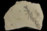 Dawn Redwood (Metasequoia) Fossil - Montana #142562-1
